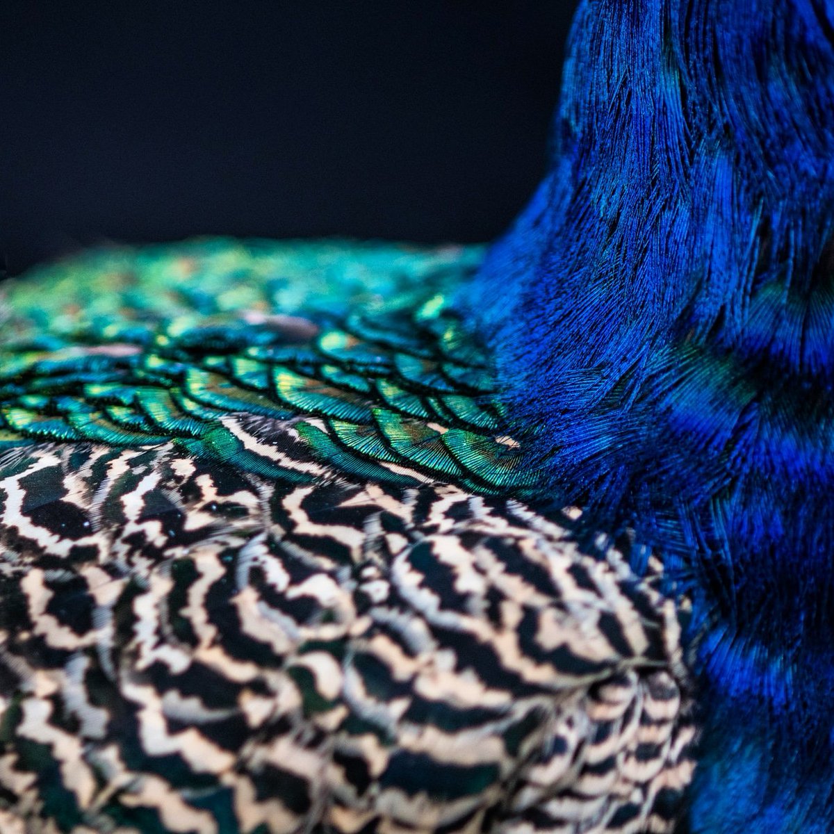 Snap_Bits's tweet photo. How did your week start? #hustlehard on #projects 💥🕶️ #photography #Filmmaking #BehindTheScenes #peacock #macro https://t.co/ialbcL3XqZ