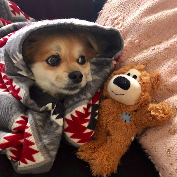 yeahimtheo18's tweet photo. In honor of @NationalCatDay and #MotivationlessMonday I've done a #cosplay of @garfield . Ahem: "I hate Mondays... but love lasagna... and my teddy bear." #nailedit #halloweencostume #Mondaymotivation #Garfield #ihatemondays #yeahimtheo #pomeranian #pom #pomeranians https://t.co/byRaAbFcIn