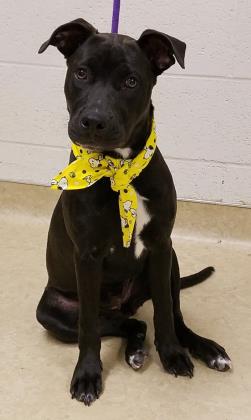 West Valley Humane tweet media