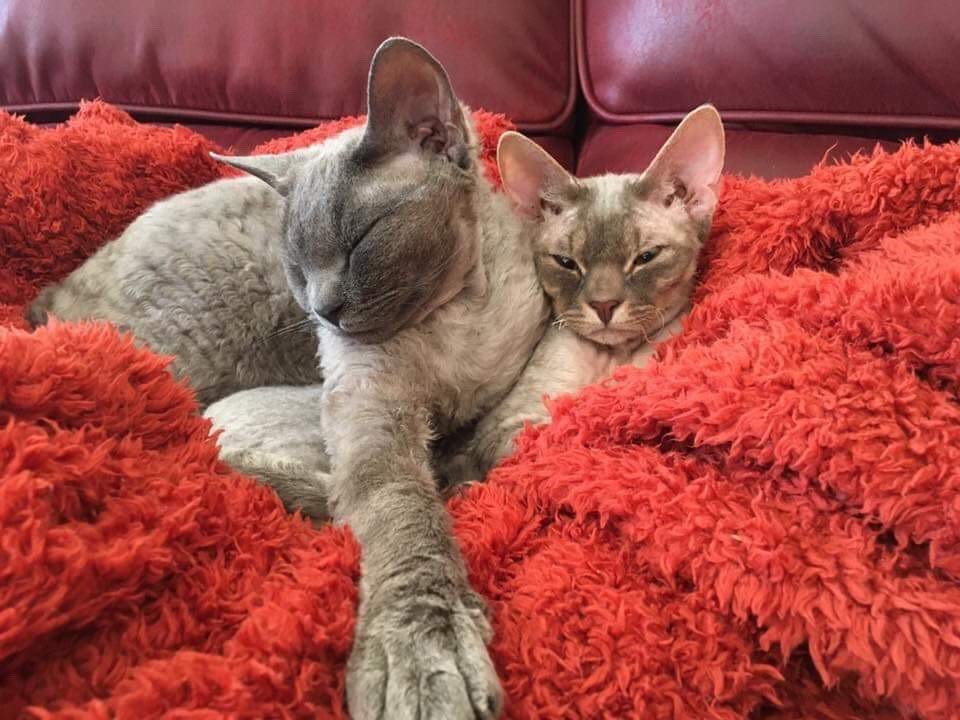 SelectronicLTD's tweet photo. We couldn't let #NationalCatDay2018 pass without sharing a couple cute cat pictures! π±π± #DevonshireRex. https://t.co/xDs06Q7k6l