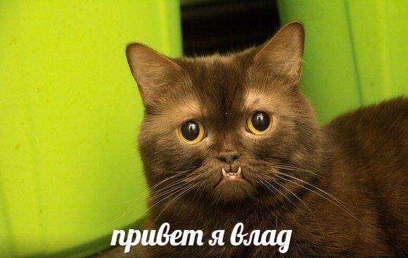 rus_4chan tweet picture