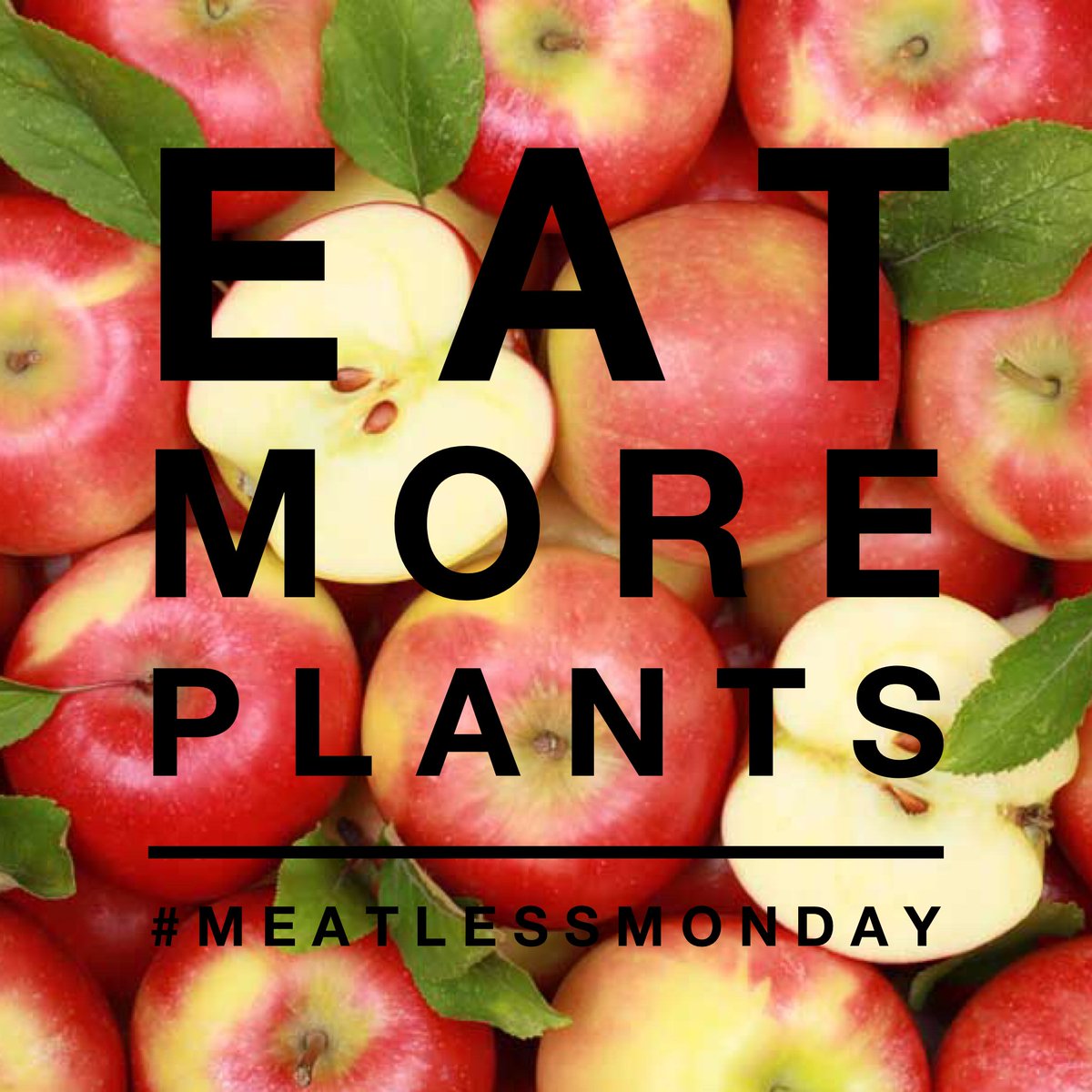 Meatless Monday!