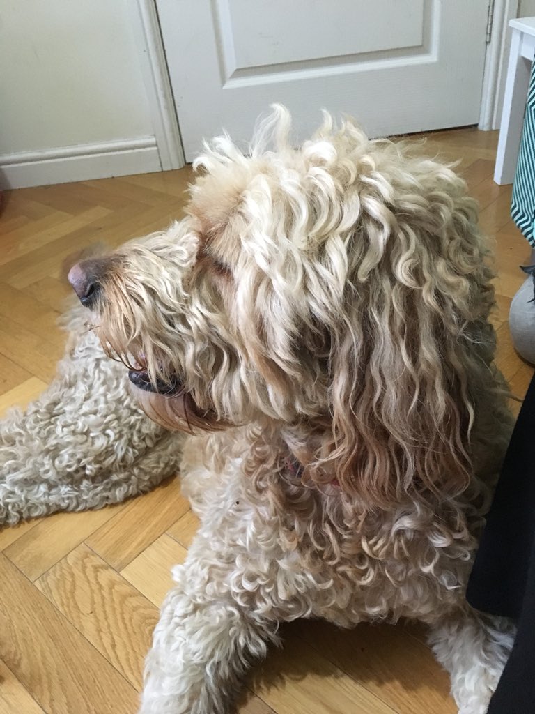 Found golden labradoodle on welman way in altrincham no tag - please message for info thanks #lostdog #altrincham #labradoodle