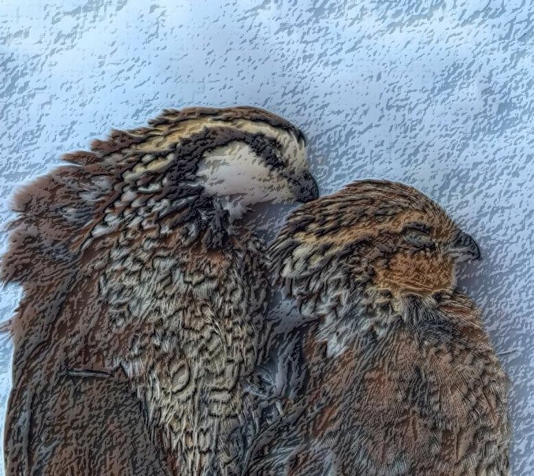 GrayFeist's tweet photo. @quail4ever We normally do a little late season #quailhunting on our #familyfarms in #Missouri. Bird numbers have been improving over the last few years although nothing like the 1990’s or preceding decades. https://t.co/GVMnGEP7PN #NorthMO #quail #upland #earlysucessional https://t.co/extMvAb11g