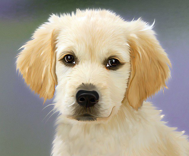 LBahsla's tweet photo. dogs are my favorite animal  they are so cute   they make me smile😀 https://t.co/lqx82qJ3Cn
