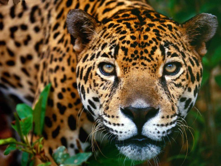 laudealmi's tweet photo. Jaguar #cfacastelldefelscompetic https://t.co/G7KiRtacLi