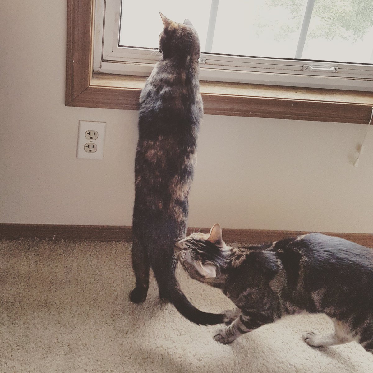 Happy #NationalCatDay to my Dynamic Duo, Maggie and Maisy! (Photo bomb courtesy of Maggie...) <a href="/WZND/">103.3 WZND</a>