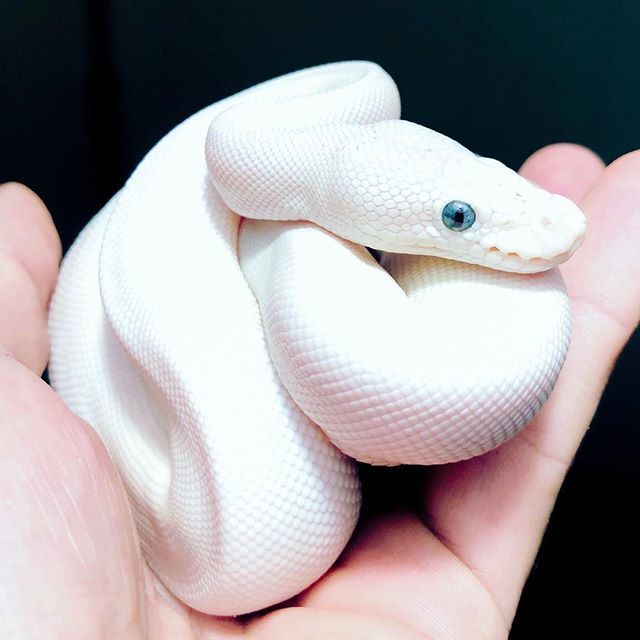 🐍 ����� �������� 🐍 DqsR9CYW4AADmMH.jpg
