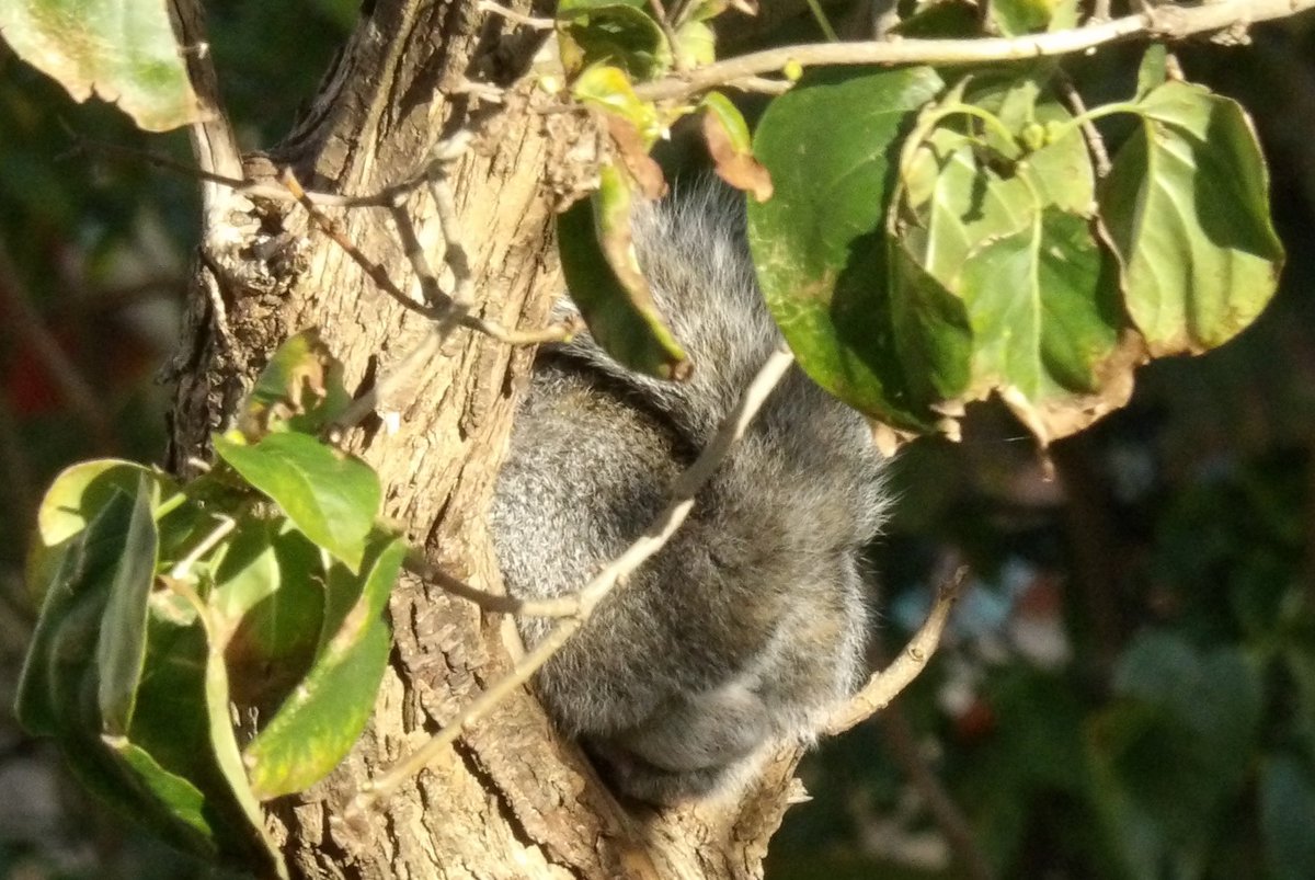 Nesquik1962's tweet photo. The alarm has been called by a #squirrel in a tree (1&amp;2) and #Stripey looks nervous (3). You just never know why, I can never see anything. #Squirrelsense 
@NatureUK @bestofwildlife @Britnatureguide @wildlife_uk @iNatureuk https://t.co/6S6dYZZtVk