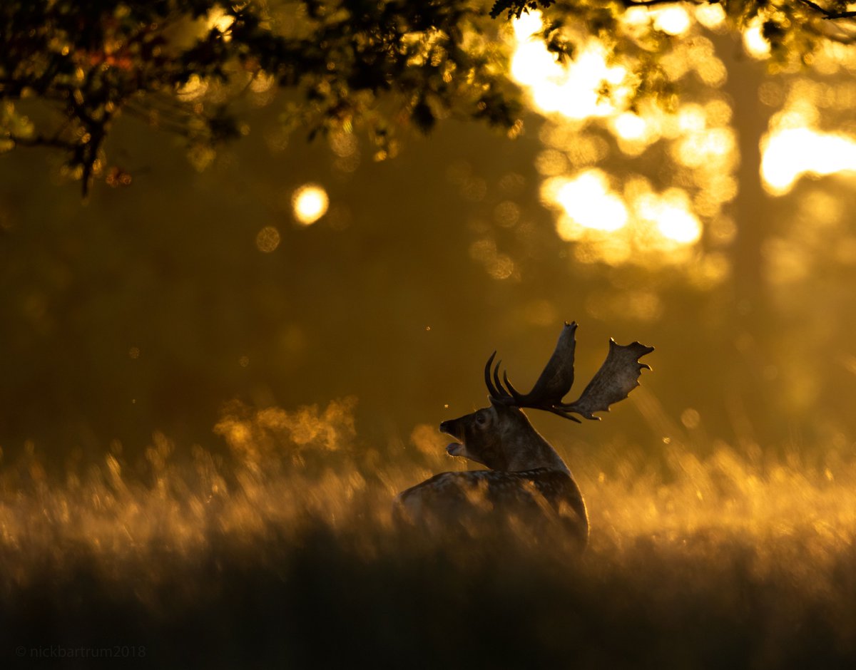 NicolasBartrum's tweet image. Sundown Stags of Suffolk is my latest Fenland Wanderer Blog post, about the deer of Helmingham Hall, deep in the Suffolk countryside. #WildBlogs #Autumnwatch #365DaysWild #deer @EADT24 @NatureUK @WildlifeMag nickbartrum.com/blog