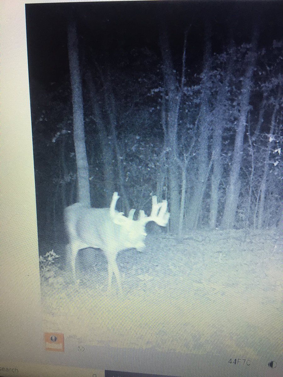 Tjam87's tweet image. Pulled a nice one and a couple other nice pics