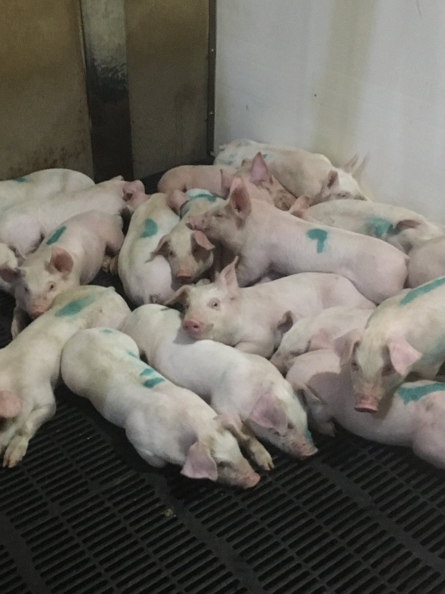 Mark Wipf tweet media