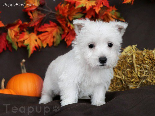 Puppies_dotcom's tweet photo. This pup is ready for Halloween! #Pumpkin #Festive #AddALittleWiggle https://t.co/NxqFfYmCl2