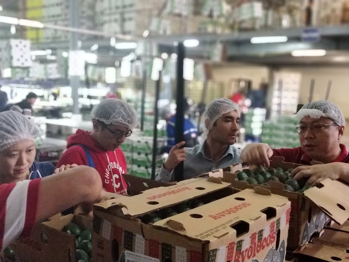 FarmLinkMx's tweet photo. Last week Chinese visitors inspected avocado quality at one of our suppliers in Michoacan, Mexico. We ship Mexican agriproducts worldwide #freshproduce https://t.co/TTAP2XfrnI