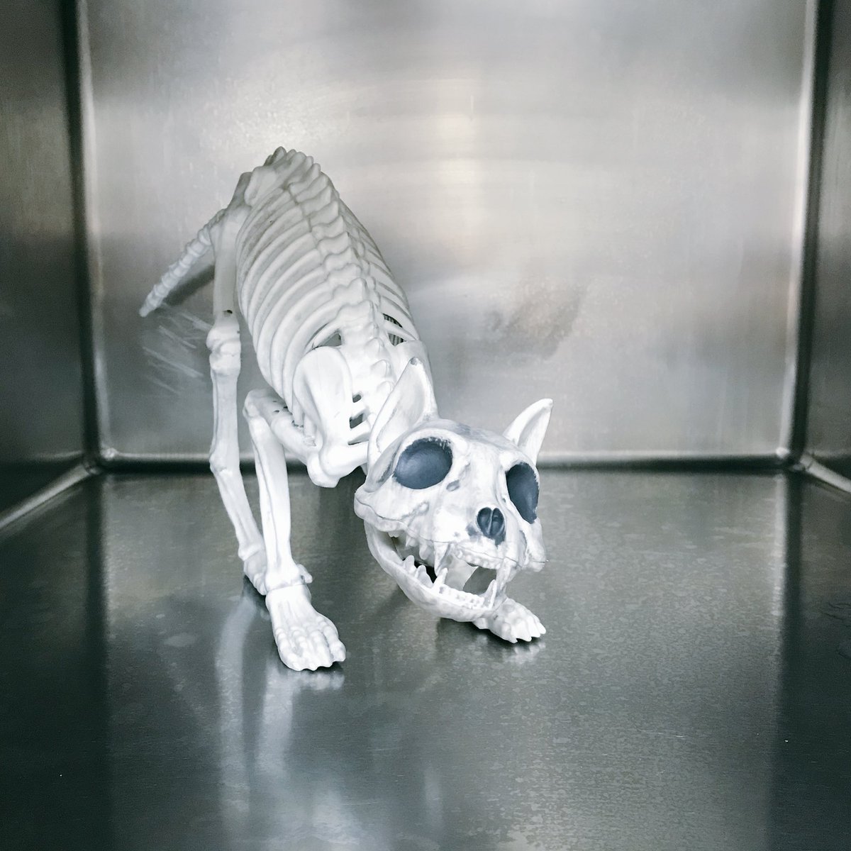 MorrisAnimal's tweet photo. Adoptable #adorables Rick &amp; Morty were brought to the Refuge for being too playful. Meet them at our #Halloween Monster Mash 10/31! Come in costume for a Trick or Treat Adoption Discount, + treats for kids &amp; pups, dog costume contest, more: https://t.co/V1zX77zZyx! 🎃 Cc: @darth! https://t.co/u1oZlZZ4BK