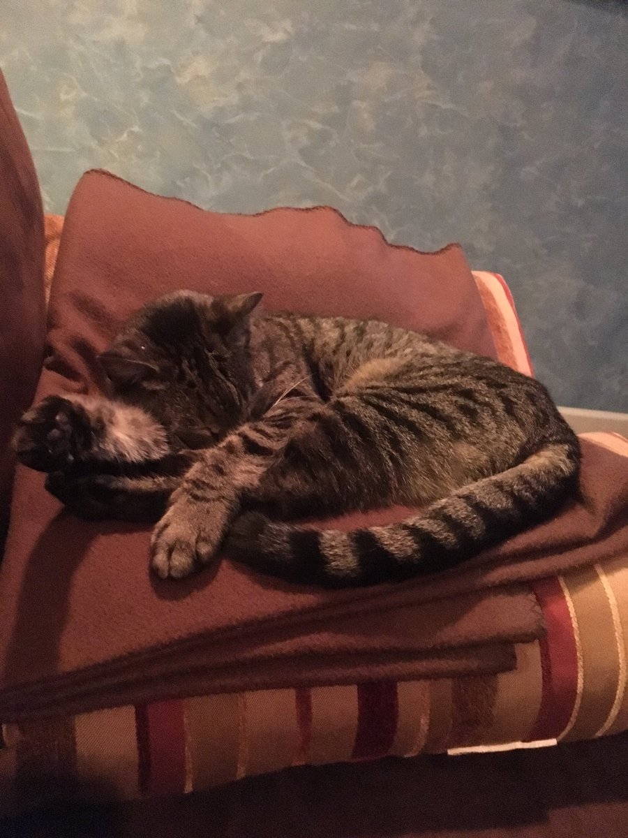 Sam doesn’t care that it’s #NationalCatDay2018