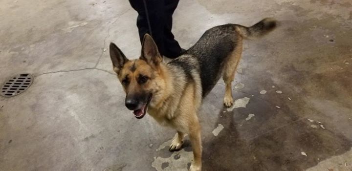 Lost Dogs Illinois On Twitter Is This Your Lost Dog Chicago