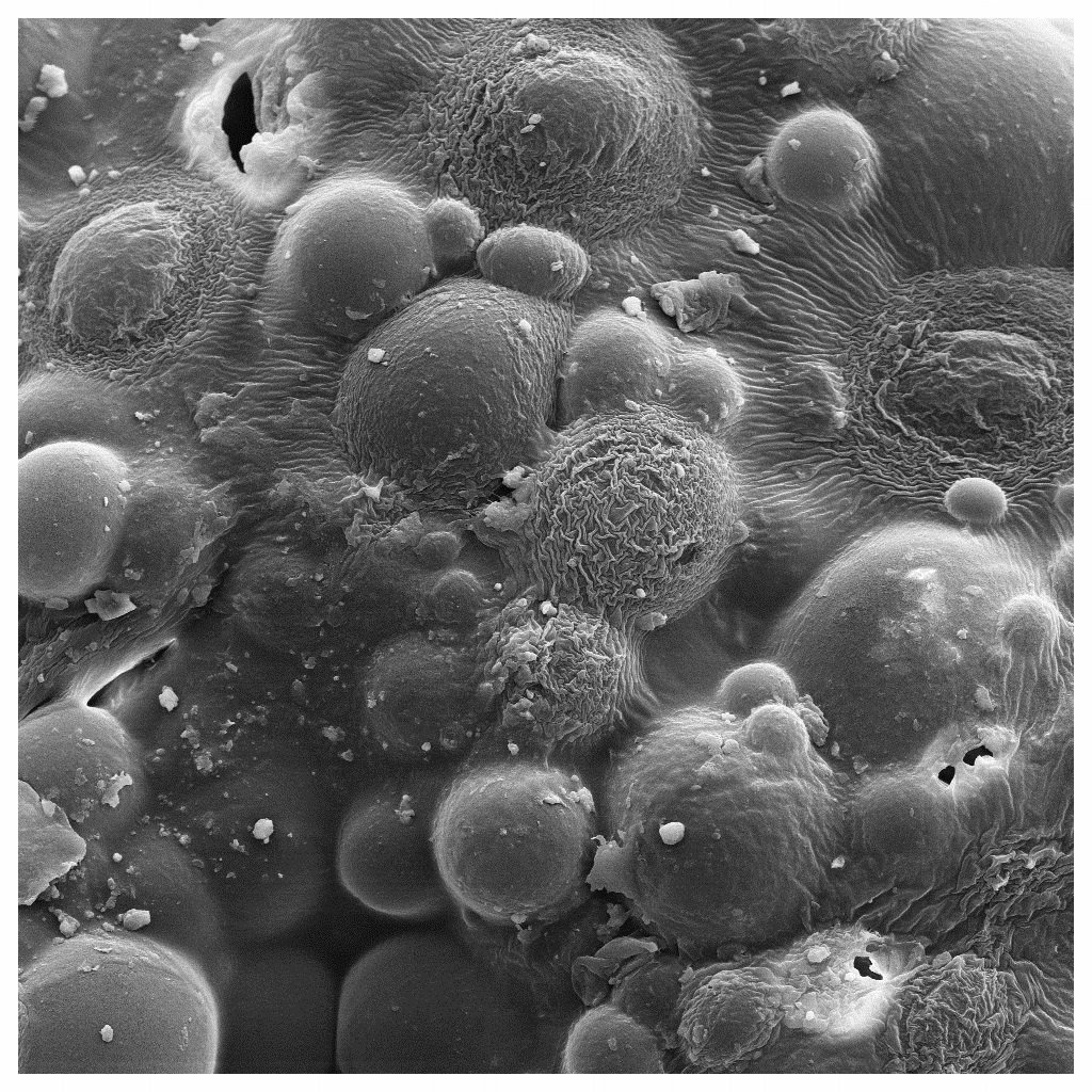 GatewayTweets's tweet photo. 'Tis the season for dressing up as a mummy. This SEM image is taken of toilet paper, a common way of creating the classic mummy look. We used 25,000 magnification #HappyHalloween🎃 #microscopy https://t.co/98Q3FH5tLm