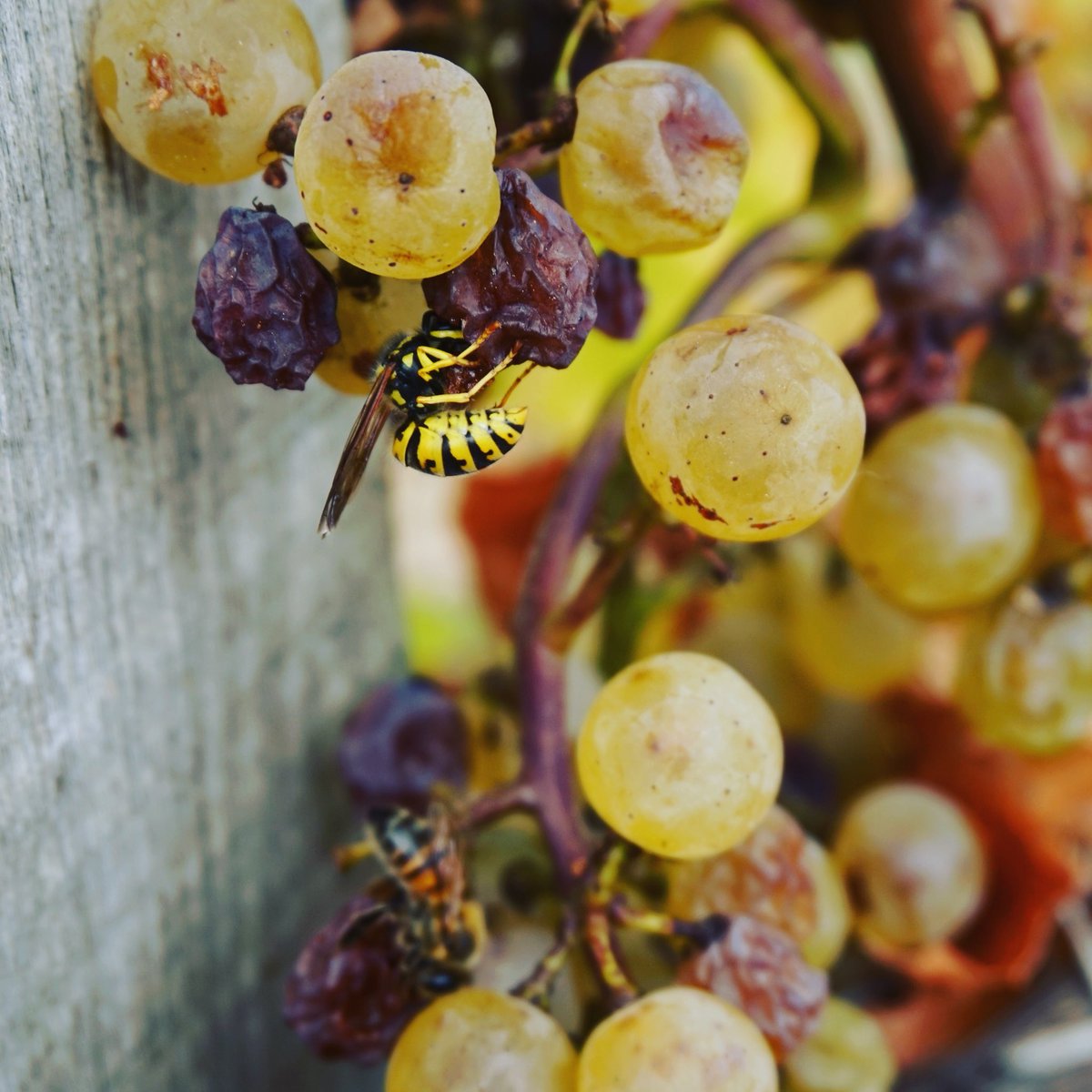 feledulocal.fr tweet media