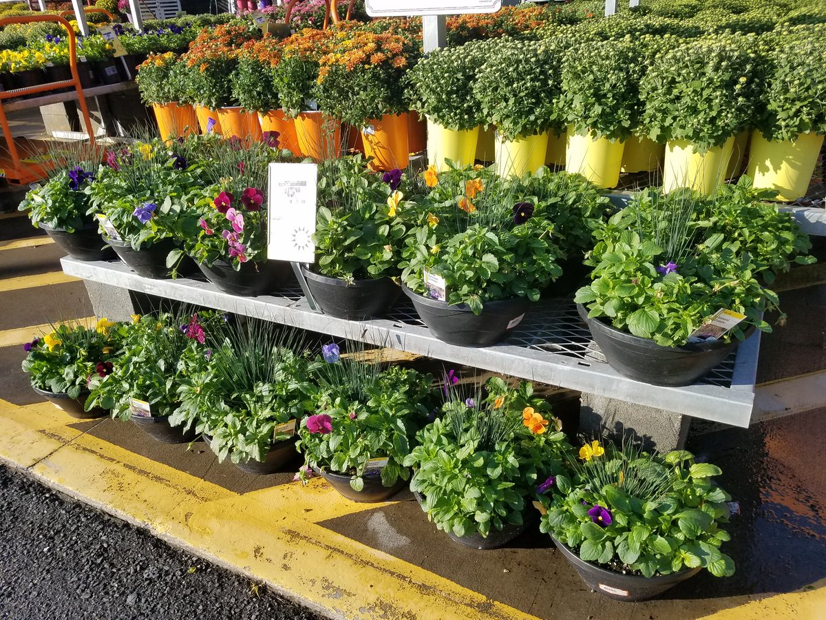 Gio1_PBF's tweet photo. Monday recovery at #HD141 #homedepot #ChaChaCha #mums #fallweather #letsdothis @PBFmedia @bjryan3 @Victorpbfinc https://t.co/VQJlCX8KaR