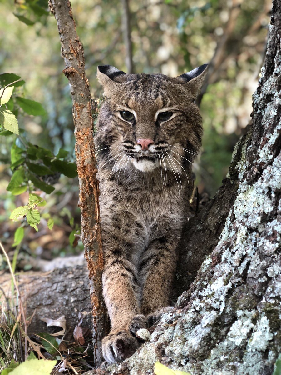 Turned a beautiful tom loose today.