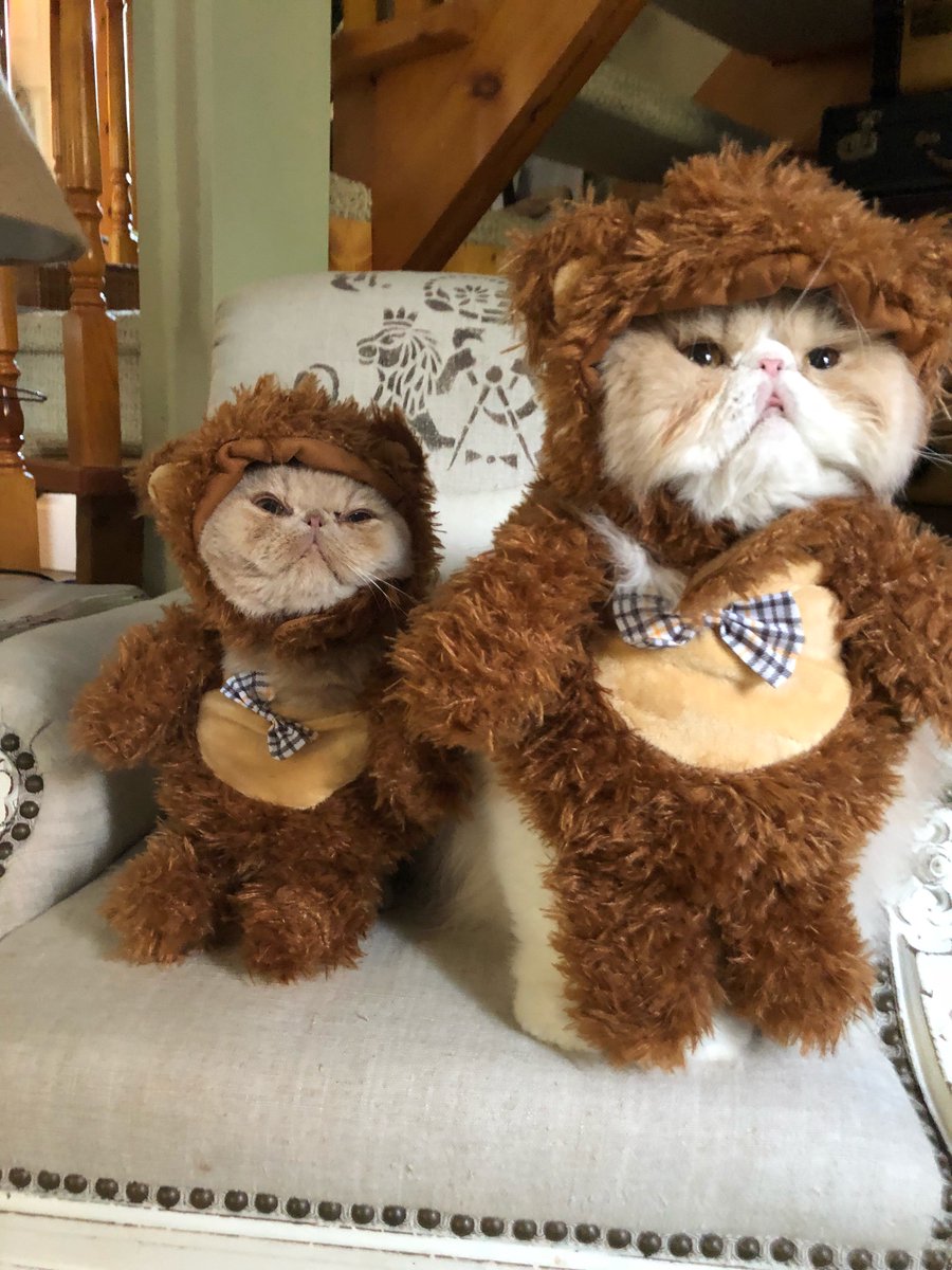 Lyndsay Morrison S Tweet Can T Get Enough Of Your Halloween