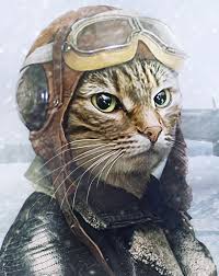 SycamoreSchools's tweet photo. It's #NationalCatDay, #AvesNation! #FlyingFelines πΉπΉ https://t.co/z6YkRKup0R