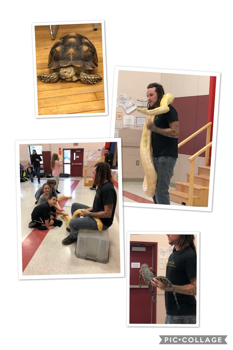 HeatherWertman's tweet photo. Tortoises, Snakes, Alligators OH MY! ⁦@RossElemPTO⁩ #knight_vision2 https://t.co/djBSoZj2Hh