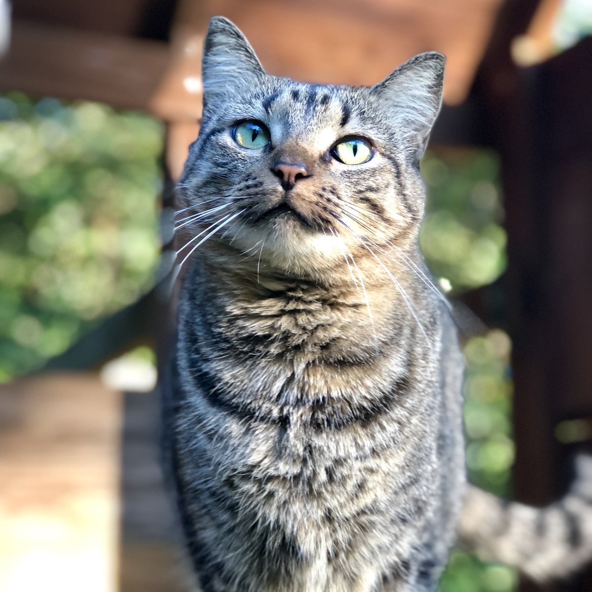 wbaarchitecture's tweet image. This little outside #arCATect adopted her owners, because when you find your people, you stick with them! We can only imagine what kinds of adventuring Marnie Frascogna gets up to in a day, but you can just tell she's a snazzy cat. #catday #outsidecat