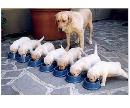 WeLoveDogsUSA's tweet photo. Every good mother makes sure her babies get good nourishing food

#PuppyBreakfast #LabradorRetrieverMomAndBabies #BabyLabradorRetrievers 
#CutePuppies #MondayMeal https://t.co/rD8dG8TtRh