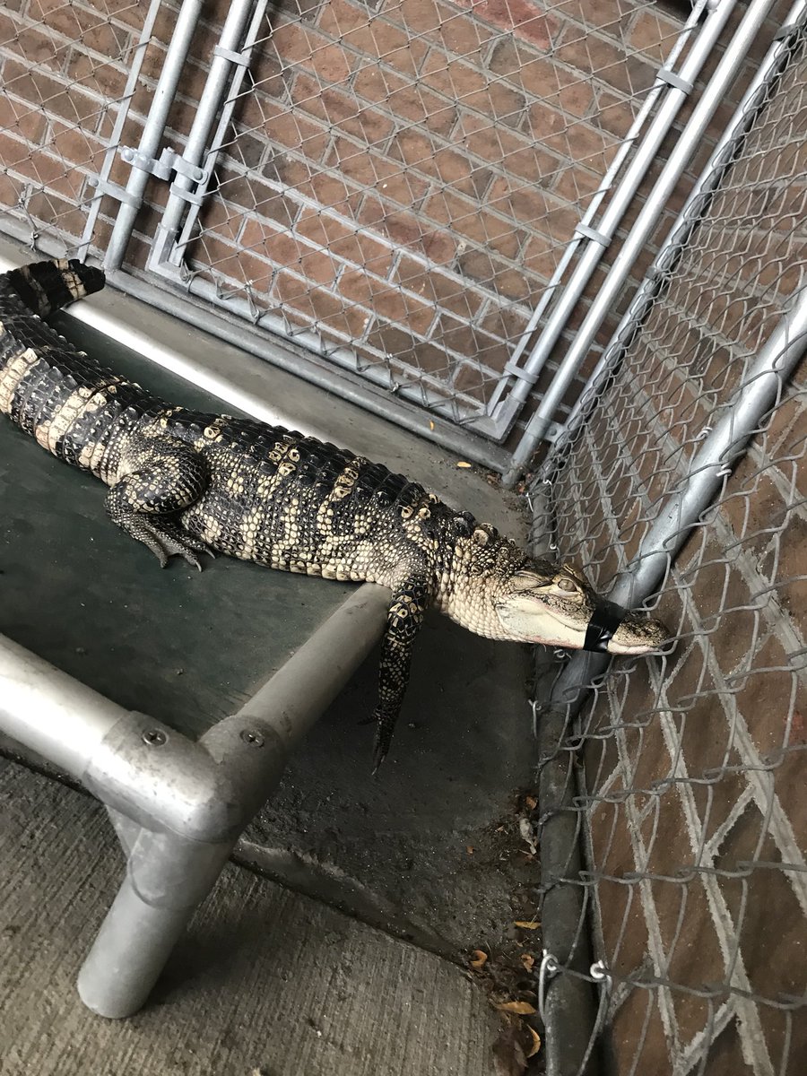 AJ_Martelli's tweet photo. An alligator was found on Main Street in Poughkeepsie. Police have him. https://t.co/ppChRmXKUB