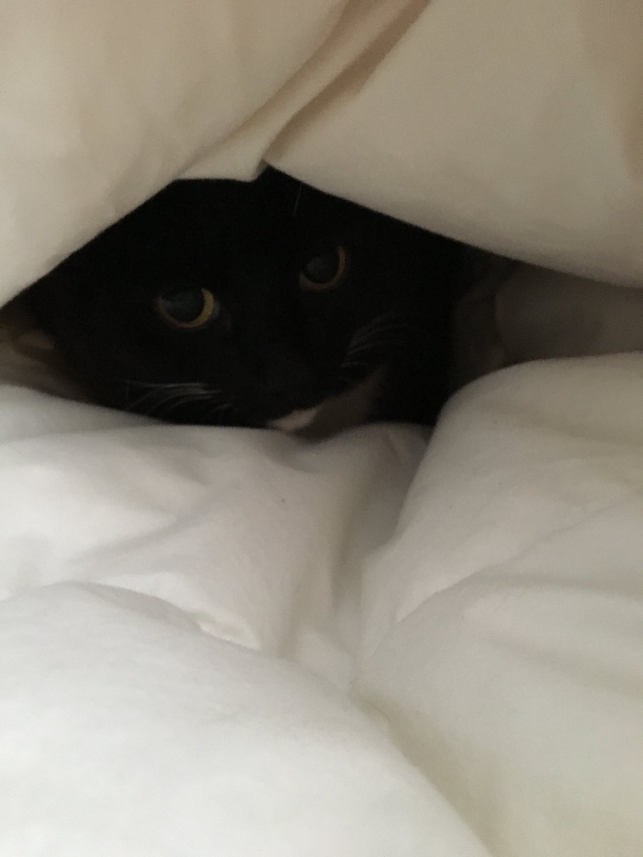 wee_ca's tweet image. #rosie #happycatday