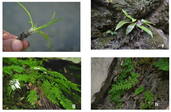 'Inventaire des ptéridophytes dans le Parc National d'El Kala (Argelia Oriental)' Hamel Tarek, Boulemtafes Amir &amp; Bellili Abdelmalek revistas.uma.es/index.php/abm/…