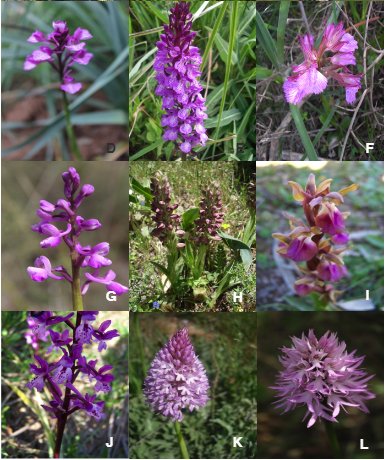 'Las orquídeas de la región de Tlemcen'
Brahim Babali, Boumediene Medjahdi y Mohmamed Bouazza
revistas.uma.es/index.php/abm/…