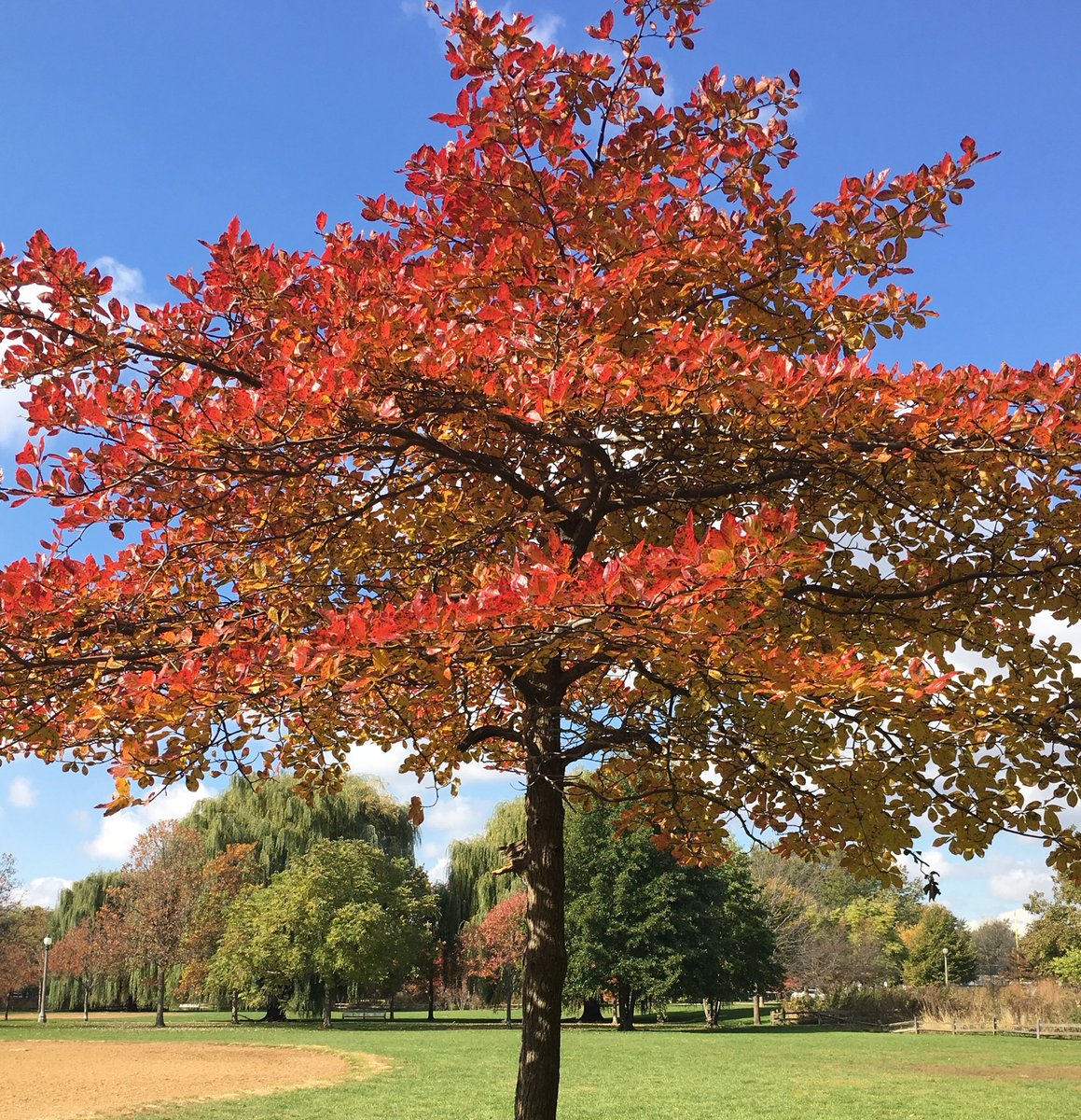 eksarhan's tweet photo. Amazing Fall view during my lunch break walk @Amundsen_HS  Campus ! https://t.co/JkHBKFMB59