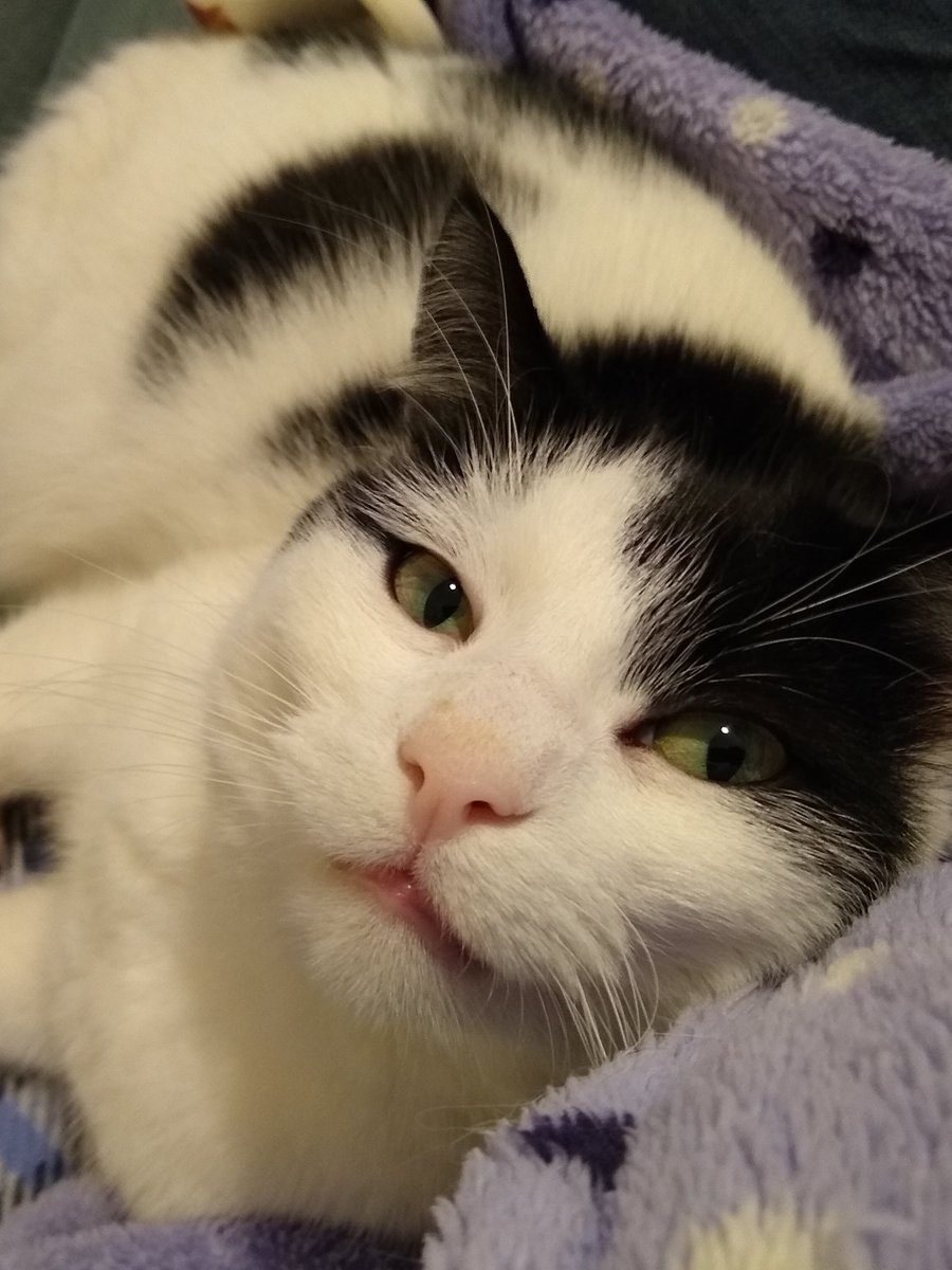 semgreig's tweet photo. My baby #nationalcatday https://t.co/bzop0WfzaR