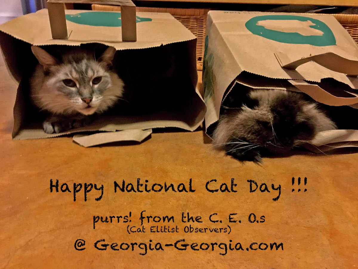 Georgia2xDesign's tweet photo. We have National Cat Day in the Bag!  

Purr-fect cat designs @ https://t.co/hIulOfhaZQ   

#NationalCatDay #himalayan #cat #himalayancat #catnap #fluffycat #caturday #siamesecat  #ragdollcat  #lynxpoint #lynxpointsiamese #siamese #caturday https://t.co/c1IM94UZQP