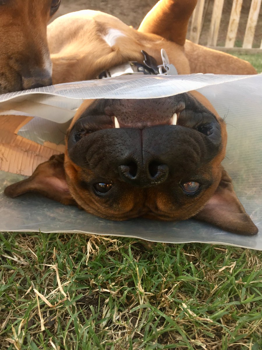 MyStaffords's tweet photo. π This Halloween EJ will be known as #fangboy π§ββοΈ. #staffordshirebullterrier #sillystafford https://t.co/3VliElY5dd