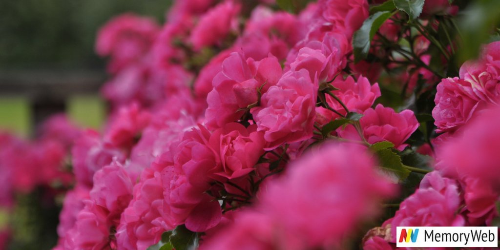 MemoryWeb's tweet image. In honor of Breast Cancer Awareness Month. We stand strong with all of those affected by this awful disease. @MemoryWeb ecs.page.link/4hgb  #memoryweb #standingstrong #BreastCancerAwareness #Cancer #BreastCancer #family