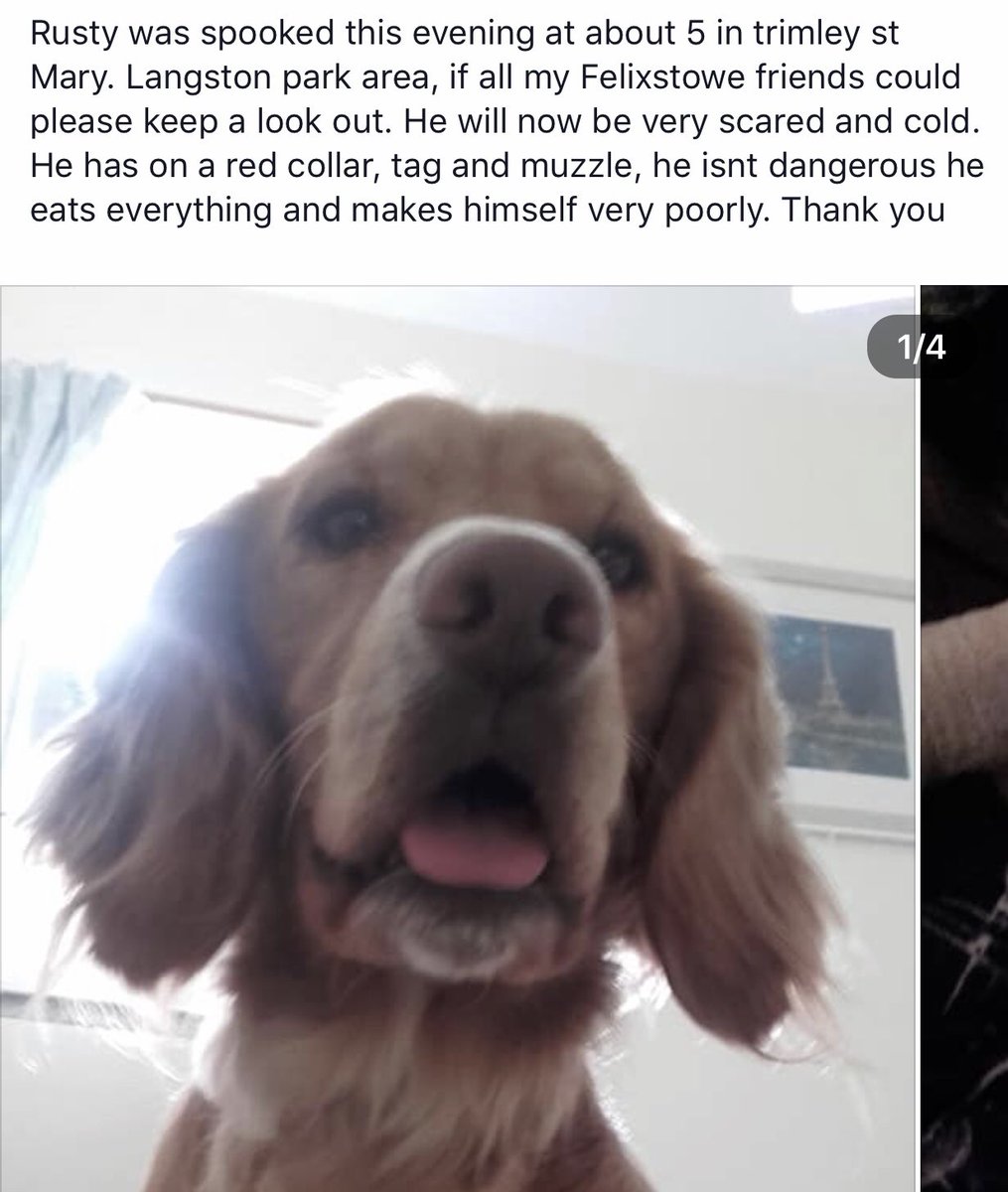 bmooney123's tweet photo. Sharing from Facebook- Rusty the dog went missing last night from #Trimley area of #Felixstowe. There’s been no sightings. Please retweet. #findrusty #missingdog @BBCSuffolk @ipswichstar24 @felixstoweradio @Town102 @MarkGlennMurphy https://t.co/j6YLlpsAQG