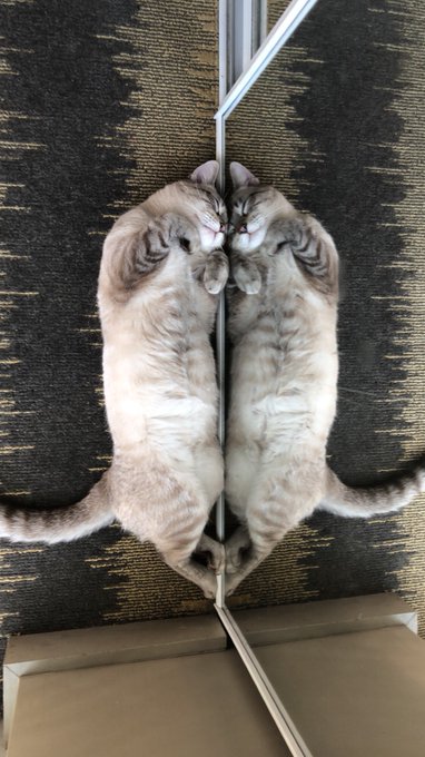 #NationalCatDay2018 to my son 😍 https://t.co/VM27xQjlHr<a href="/tag/nationalcatday2018"class="tags">#NationalCatDay2018</a>