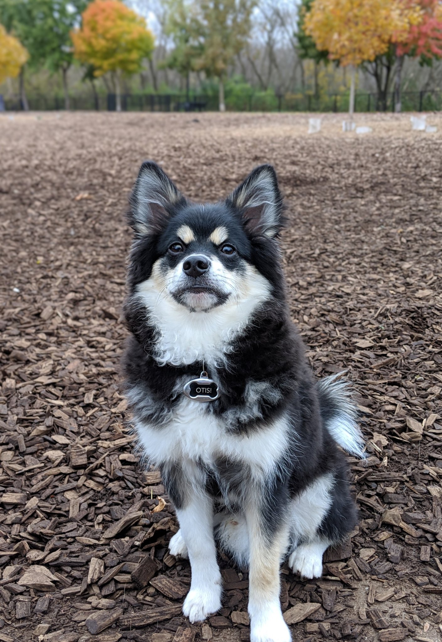 unbox therapy robot dog