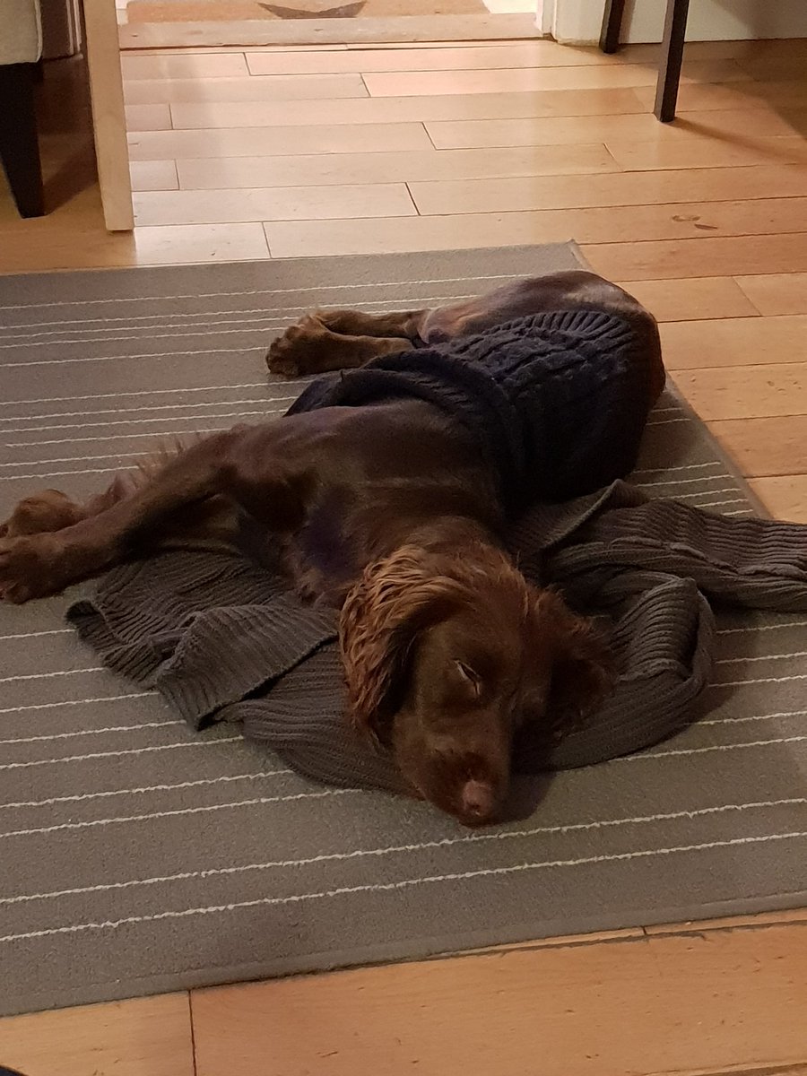 stuartj425's tweet photo. Nothing better than dad's jumper for a pillow! #sleepyspaniel
😀💤🐾 https://t.co/ZQraS4YPkI