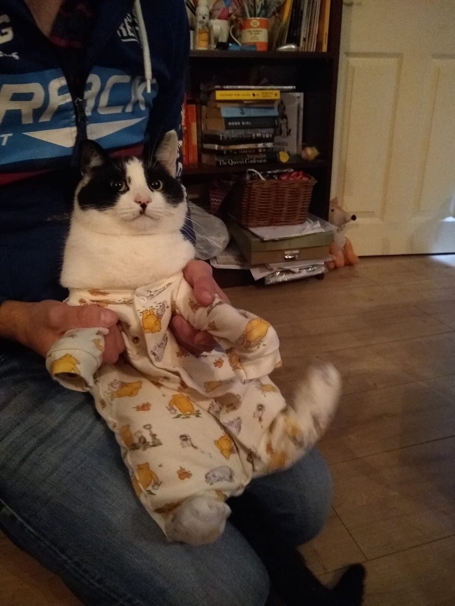 cat in baby grow