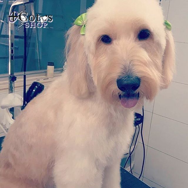 ¡Y así quedarán tus mascotas después de su #groomingday con @jc_mendiri!
.
Puedes traer a tu mascota de lunes a viernes a partir de las 8:00 am, solo recibimos 7 perros al día, te recomendamos llegar temprano para que no te quedes sin cupo.
.
Para inform… ift.tt/2qiGzG4