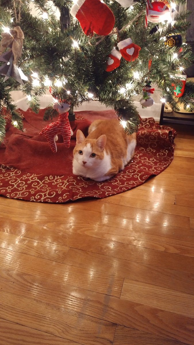 3028Nicky's tweet photo. @ctvottawa here is george https://t.co/nmmTlUYgEj
