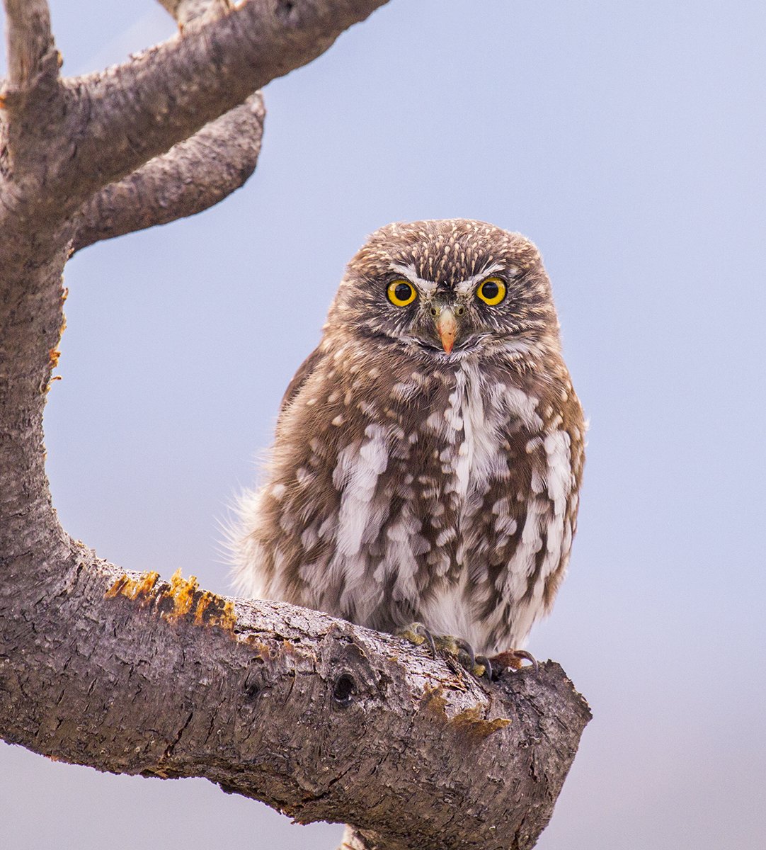 La cámara de seguridad de todo el patrimonio natural de Yerba Loca.
