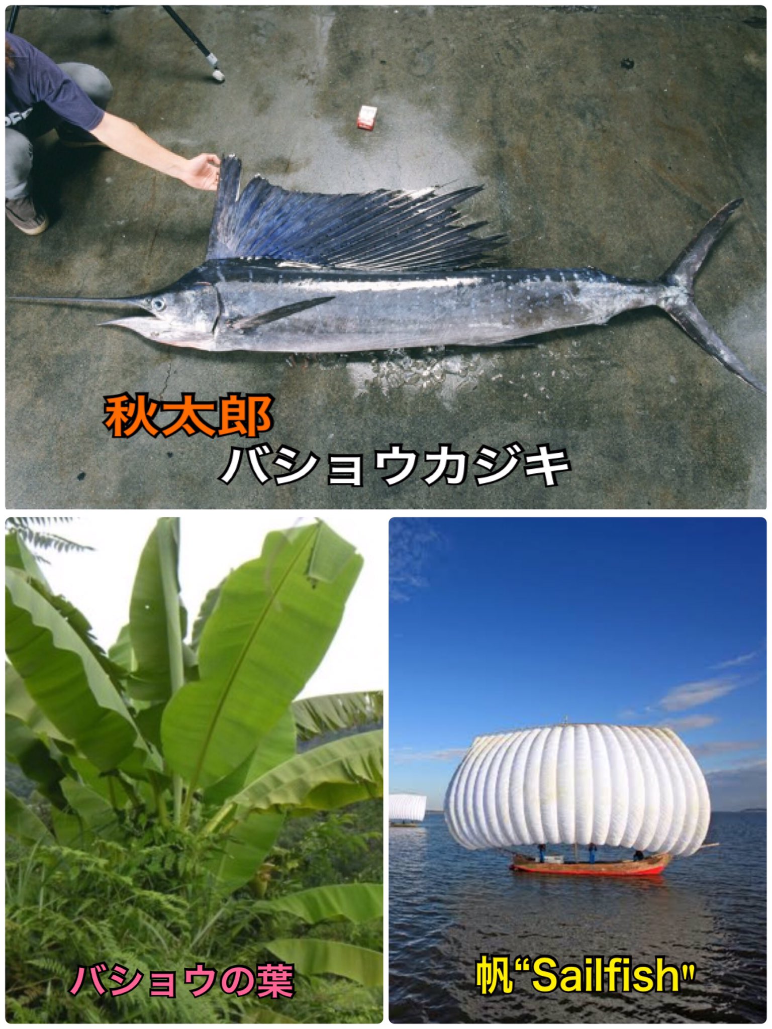 ট ইট র Chieko Nagayama Maff Japan 秋太郎 は鹿児島県の愛称 芭蕉カジキ なぜ 芭蕉 なのか 謎でした 松尾芭蕉ではなく バショウ の葉に 大きな背びれが似ているから この名前が付いたそうです なるほど なるほど インド太平洋の亜熱帯 熱帯海域