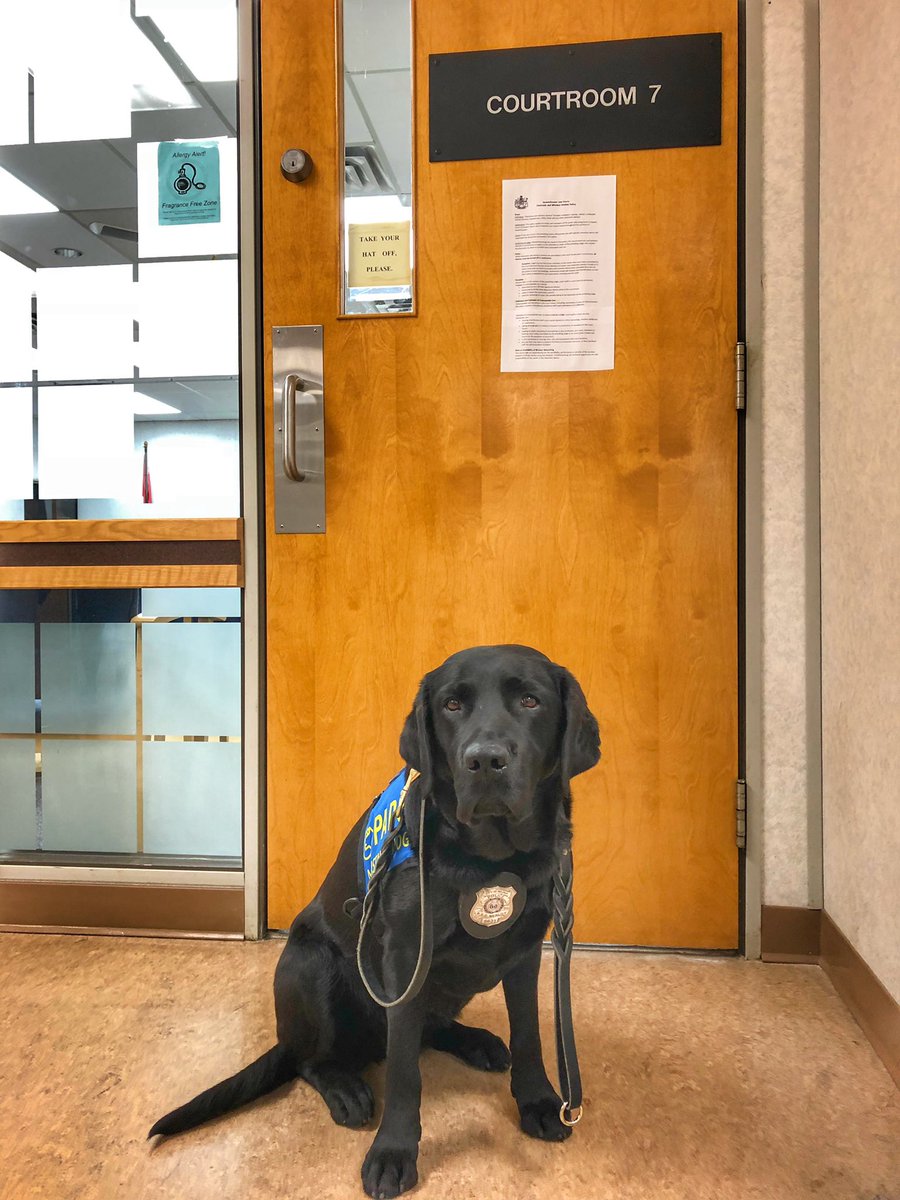 So this happened today... I was the 1st Accredited #facilitydog allowed in #yxe provincial #court 🐾🎉 Thank you for the opportunity &amp; the welcome reception from everyone. #pawsofstrength #workingdog #makingadifference #partnership <a href="/reginapolice/">Regina Police</a> <a href="/PADSdogs/">PADS</a> <a href="/SaskatoonPolice/">Saskatoon Police</a>