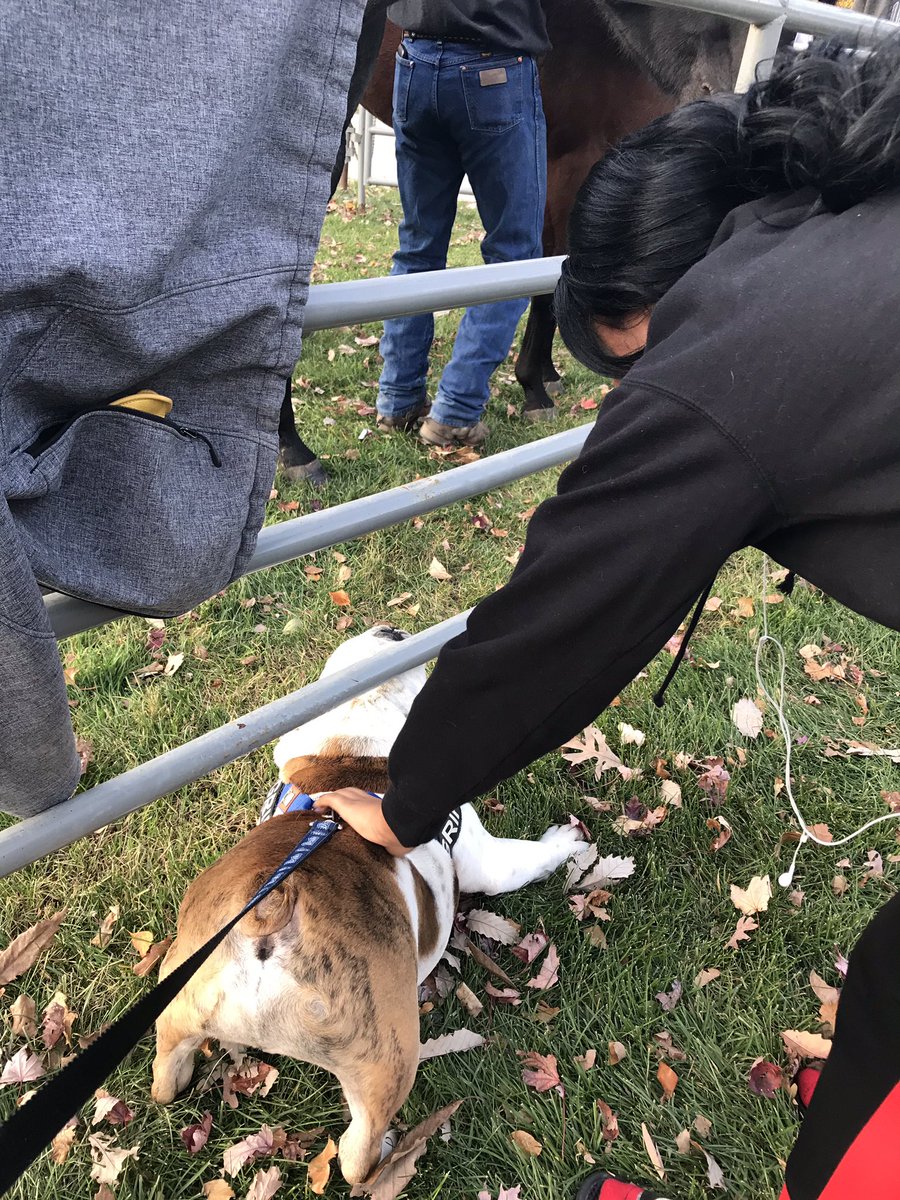 DrakeUGriff's tweet photo. If you need me, I’ll just be in here with the horses. (They really should consider adding a #campusbedsforgirff .) #JMCDays @DrakeJMC https://t.co/x1X1rZ6IFI